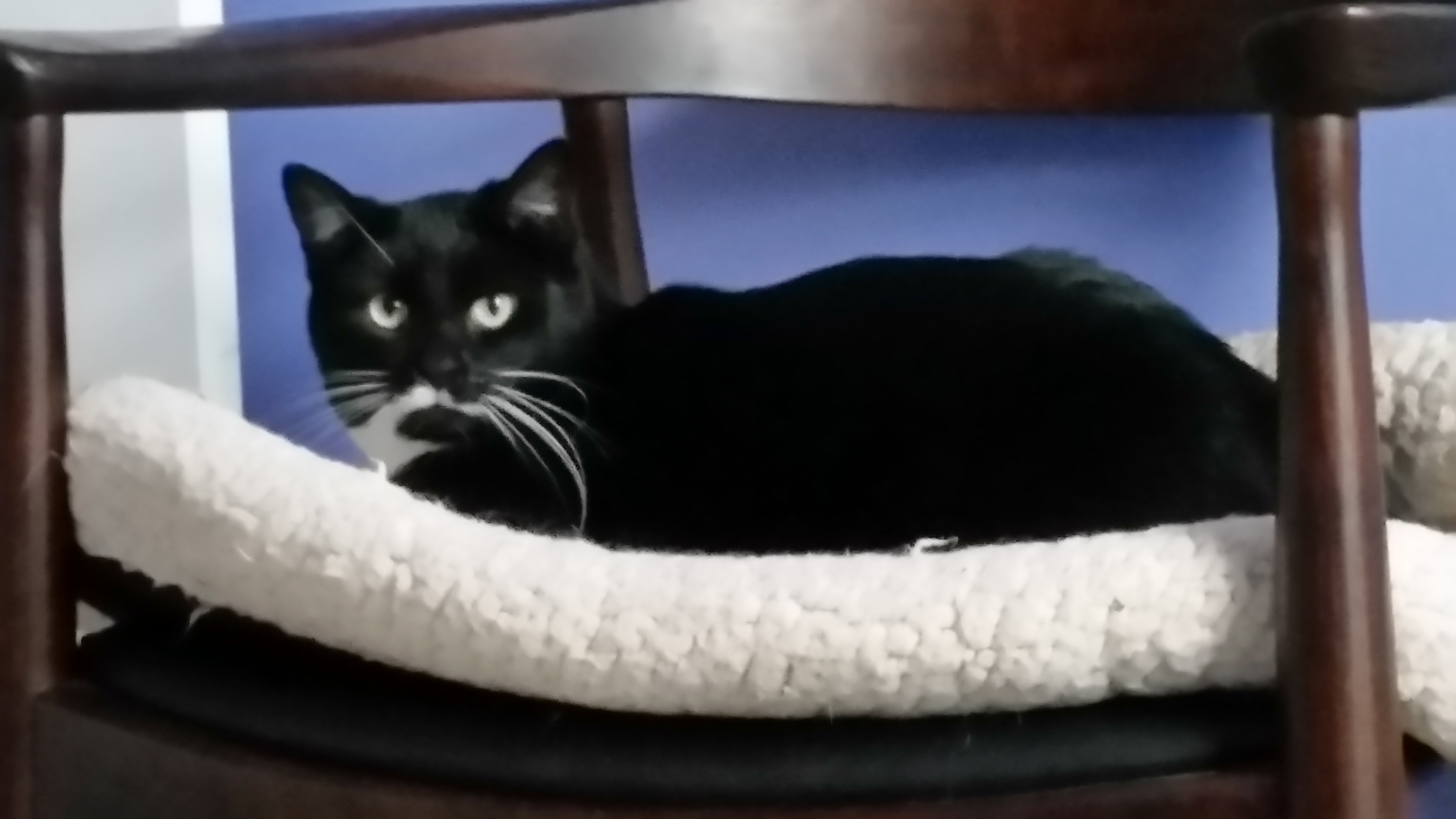 SATINE, an adoptable Tuxedo, Domestic Short Hair in Sardinia, OH, 45171 | Photo Image 6