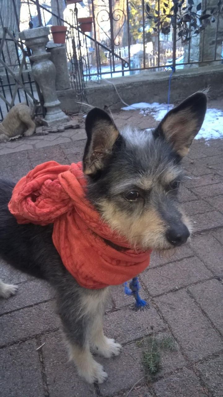 SASHA, an adopted Schnauzer & Australian Terrier Mix in Mahopac, NY_image-1