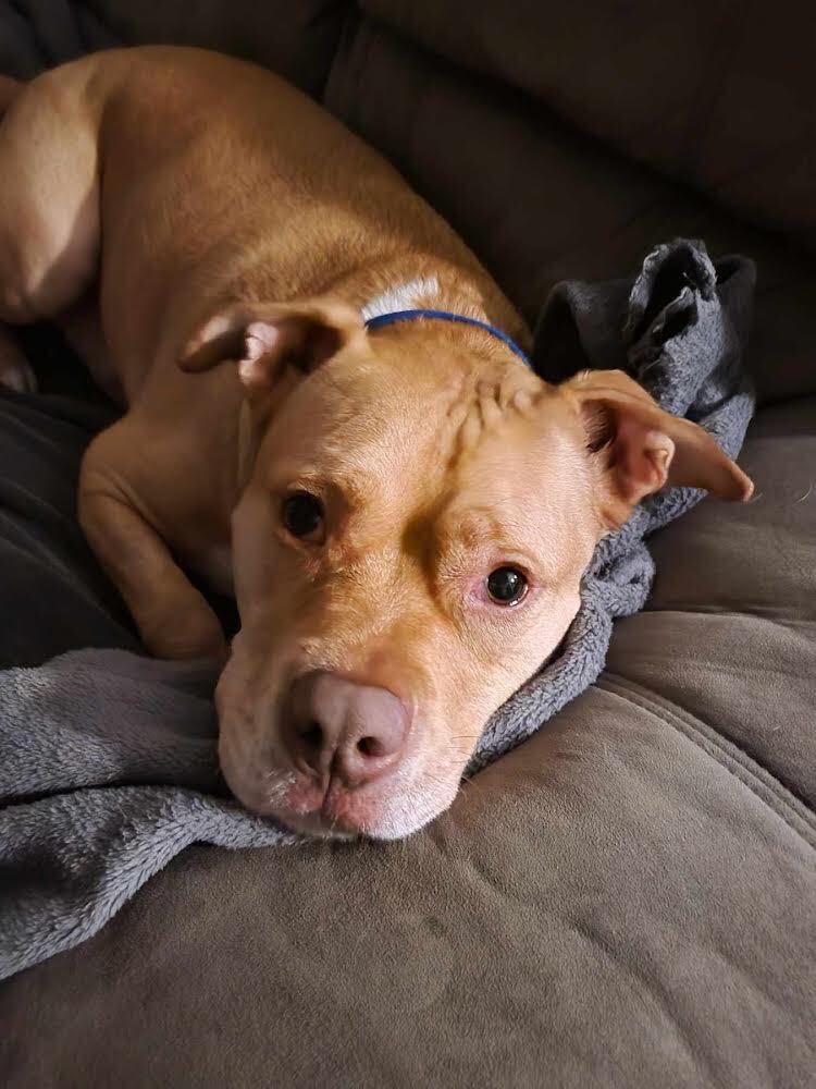 Gallagher, an adoptable Pit Bull Terrier in Peotone, IL, 60468 | Photo Image 1