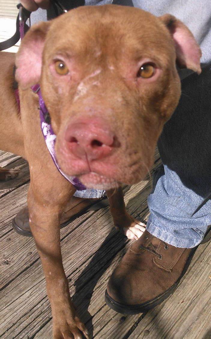 Simba, an adoptable American Staffordshire Terrier, Pit Bull Terrier in Purcellville, VA, 20132 | Photo Image 1