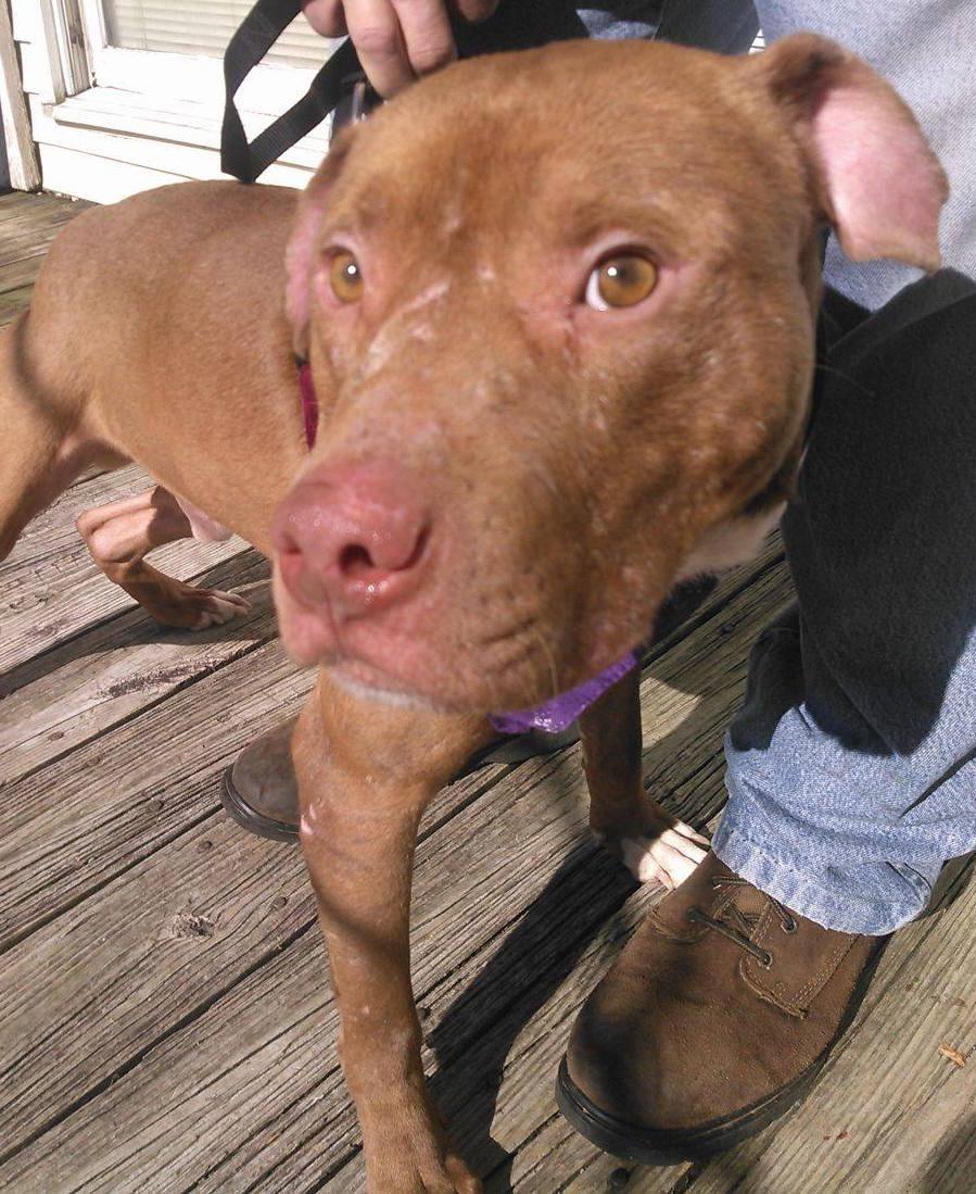 Simba, an adoptable American Staffordshire Terrier, Pit Bull Terrier in Purcellville, VA, 20132 | Photo Image 2