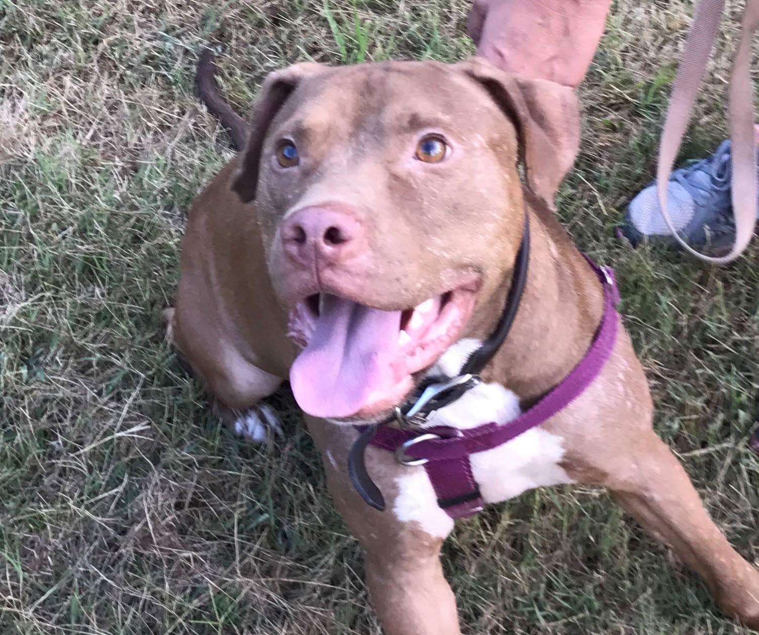 Simba, an adoptable American Staffordshire Terrier, Pit Bull Terrier in Purcellville, VA, 20132 | Photo Image 3