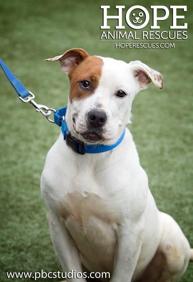 Titan, an adoptable Pit Bull Terrier, Boxer in Godfrey, IL, 62035 | Photo Image 2