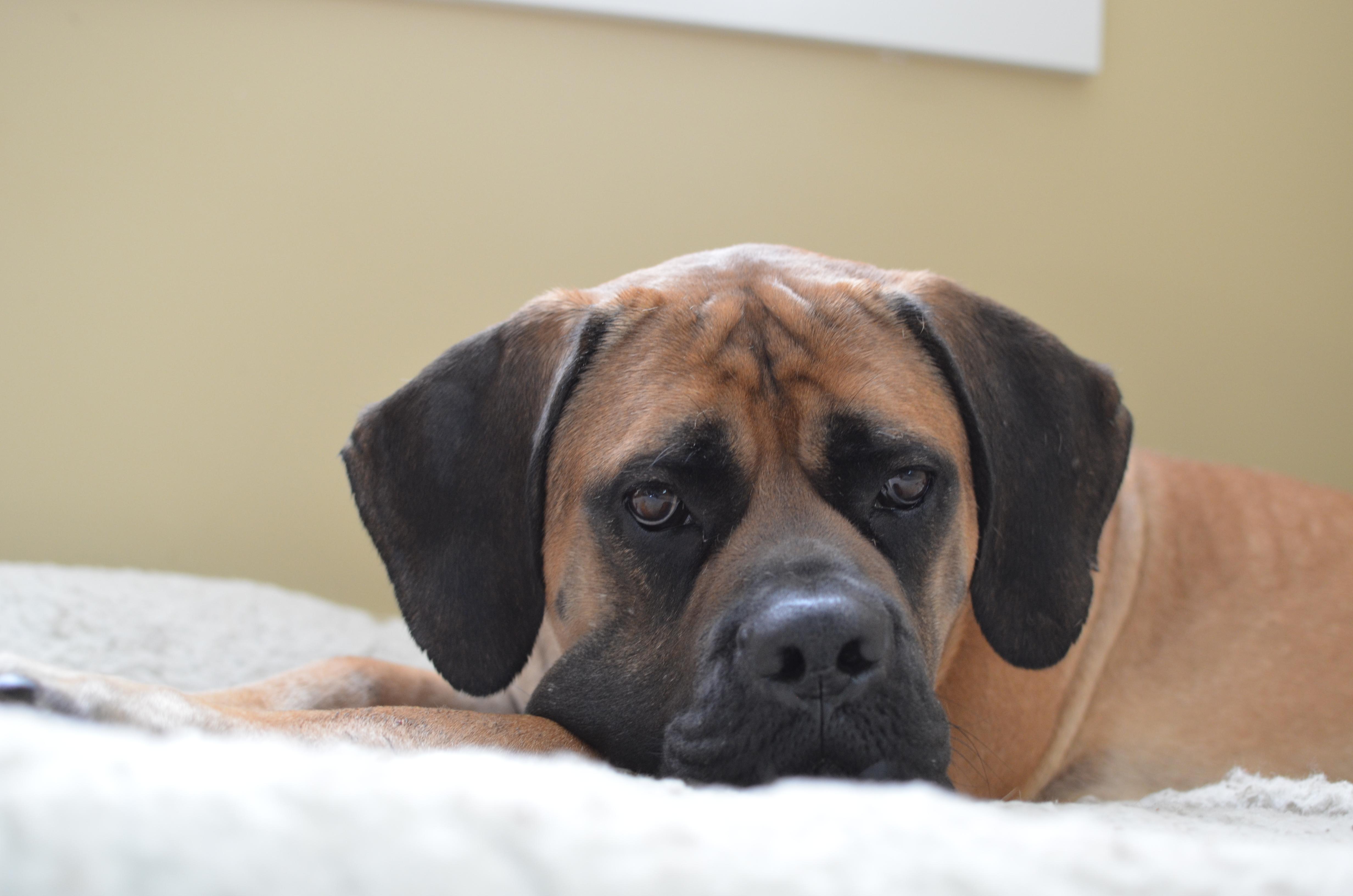 DELLA - PERMANENT MEDICAL HOLD, an adoptable Mastiff in Chicago, IL, 60647 | Photo Image 1
