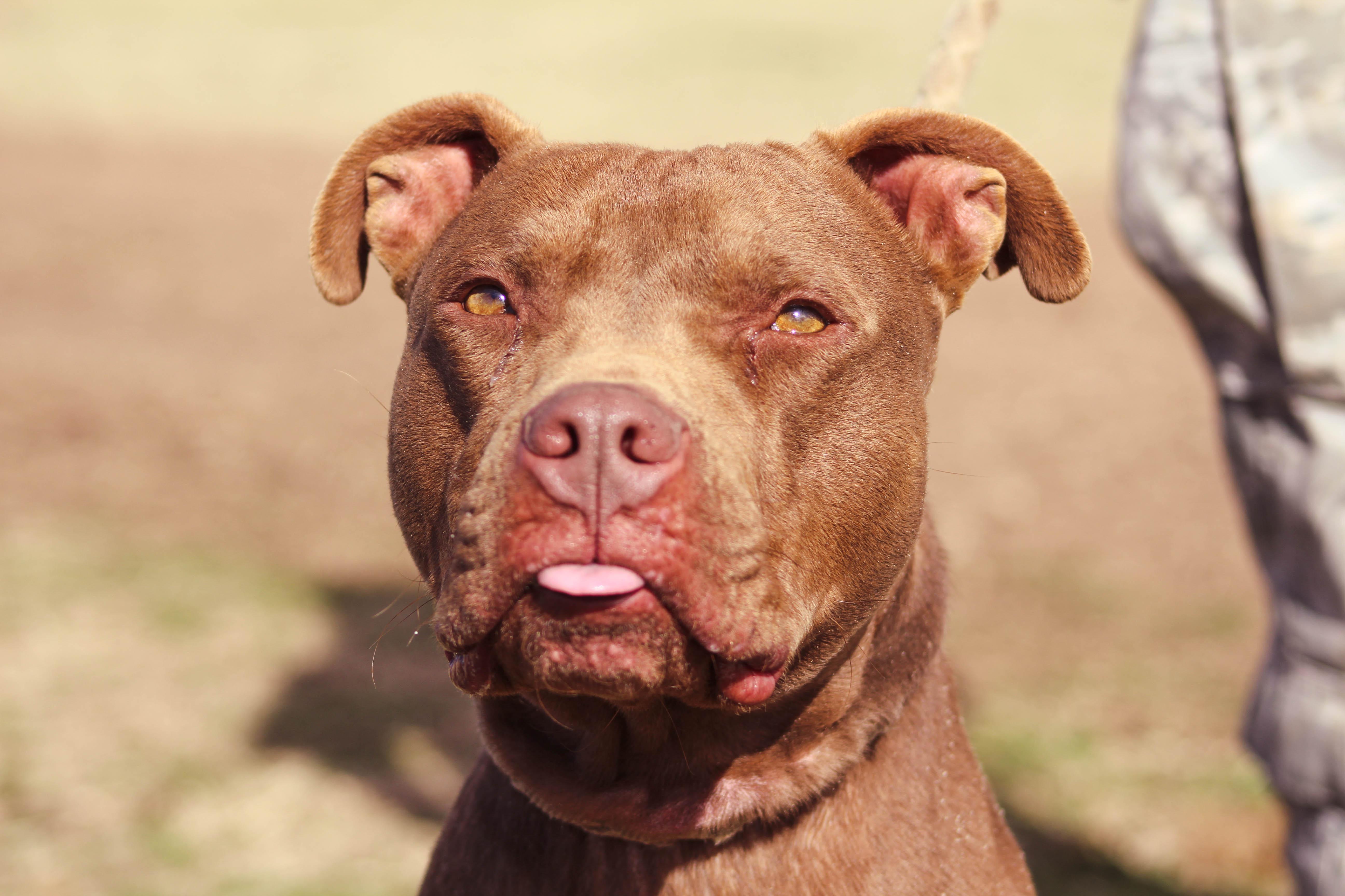 Dog for adoption - Sandman, a Pit Bull Terrier in Blanchard, OK | Petfinder