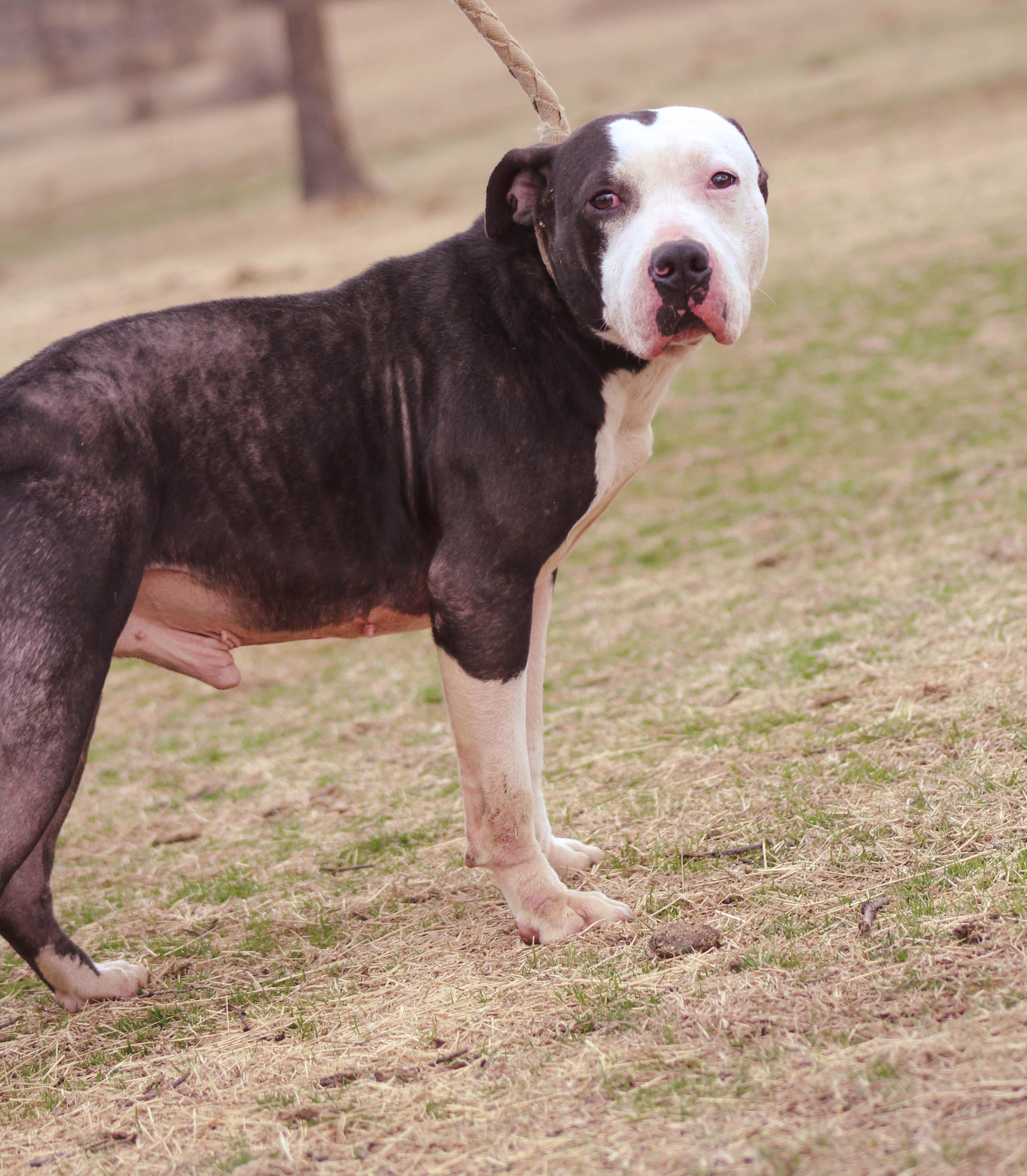 Eeyore, an adoptable Pit Bull Terrier in Blanchard, OK, 73010 | Photo Image 1