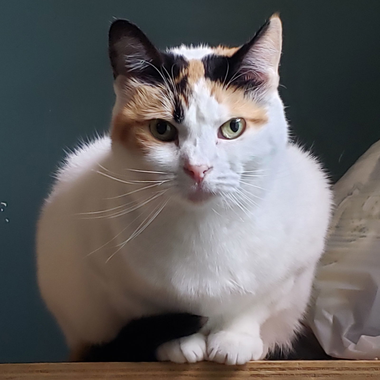 Freya, an adoptable Domestic Short Hair, Calico in Philadelphia, PA, 19111 | Photo Image 1