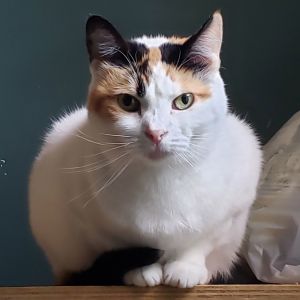 Freya