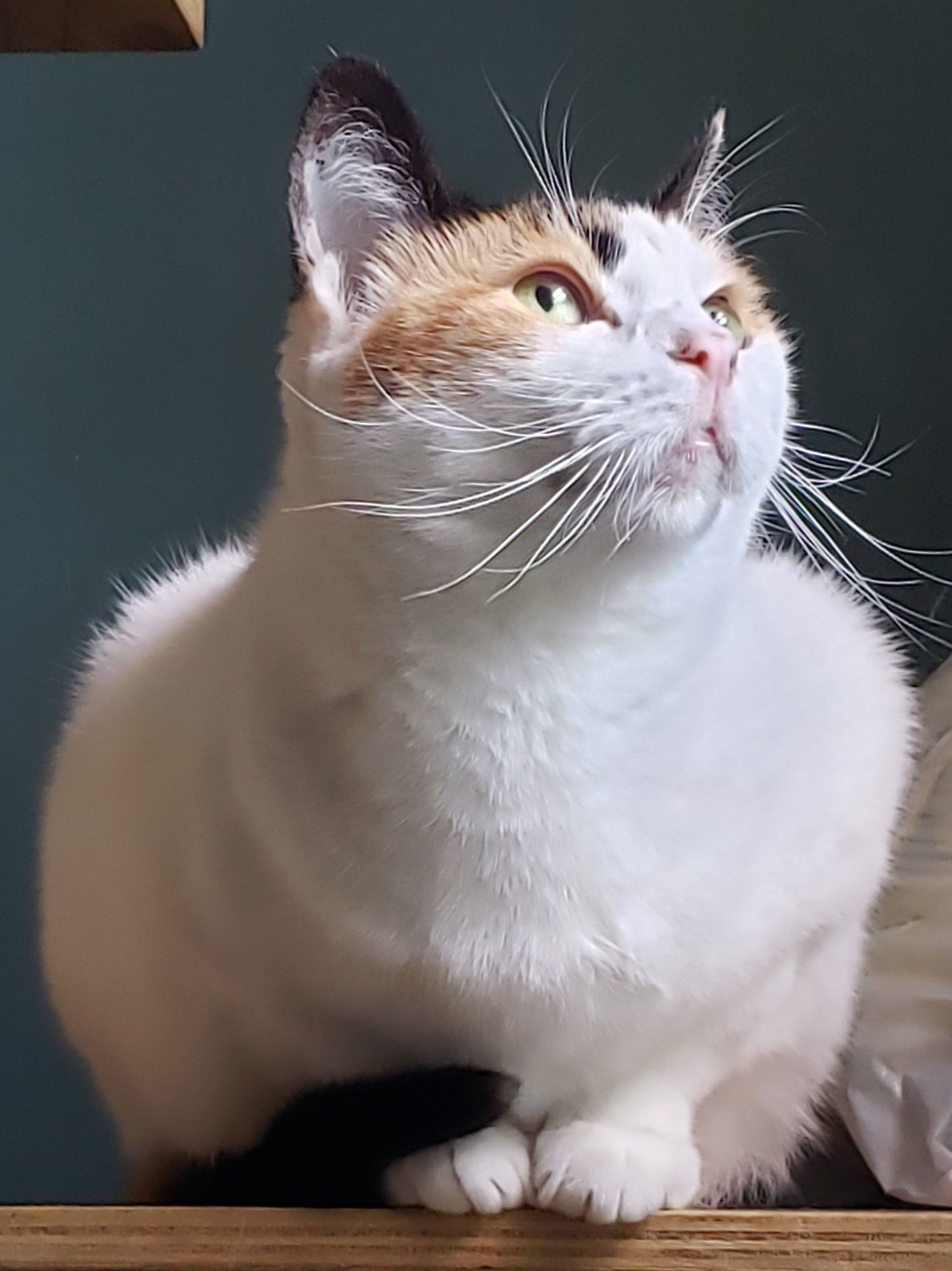 Freya, an adoptable Domestic Short Hair, Calico in Philadelphia, PA, 19111 | Photo Image 2