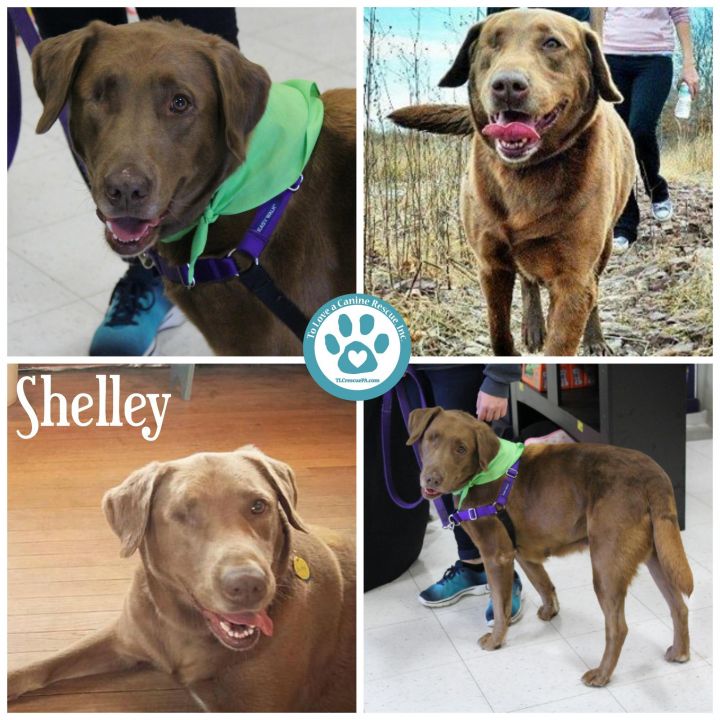 Shelley, an adopted Labrador Retriever Mix in Kimberton, PA_image-2