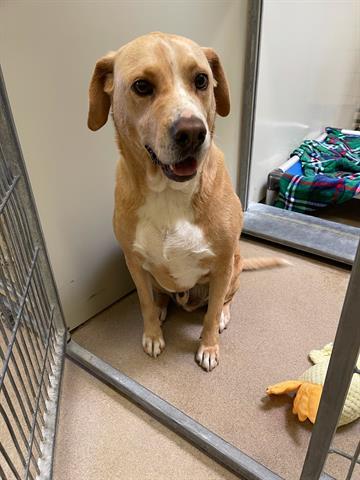 MAX, an adoptable Labrador Retriever, Mixed Breed in Santa Maria, CA, 93455 | Photo Image 1