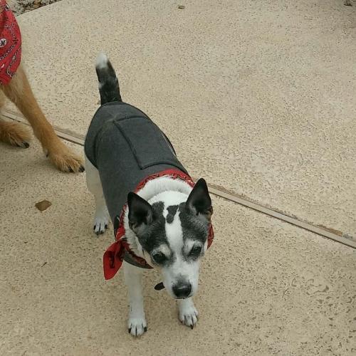 CHEWIE, an adoptable Jack Russell Terrier in Chandler, AZ, 85249 | Photo Image 2