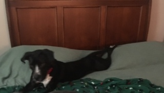 Happy, an adoptable Labrador Retriever, Hound in Columbia, SC, 29229 | Photo Image 5