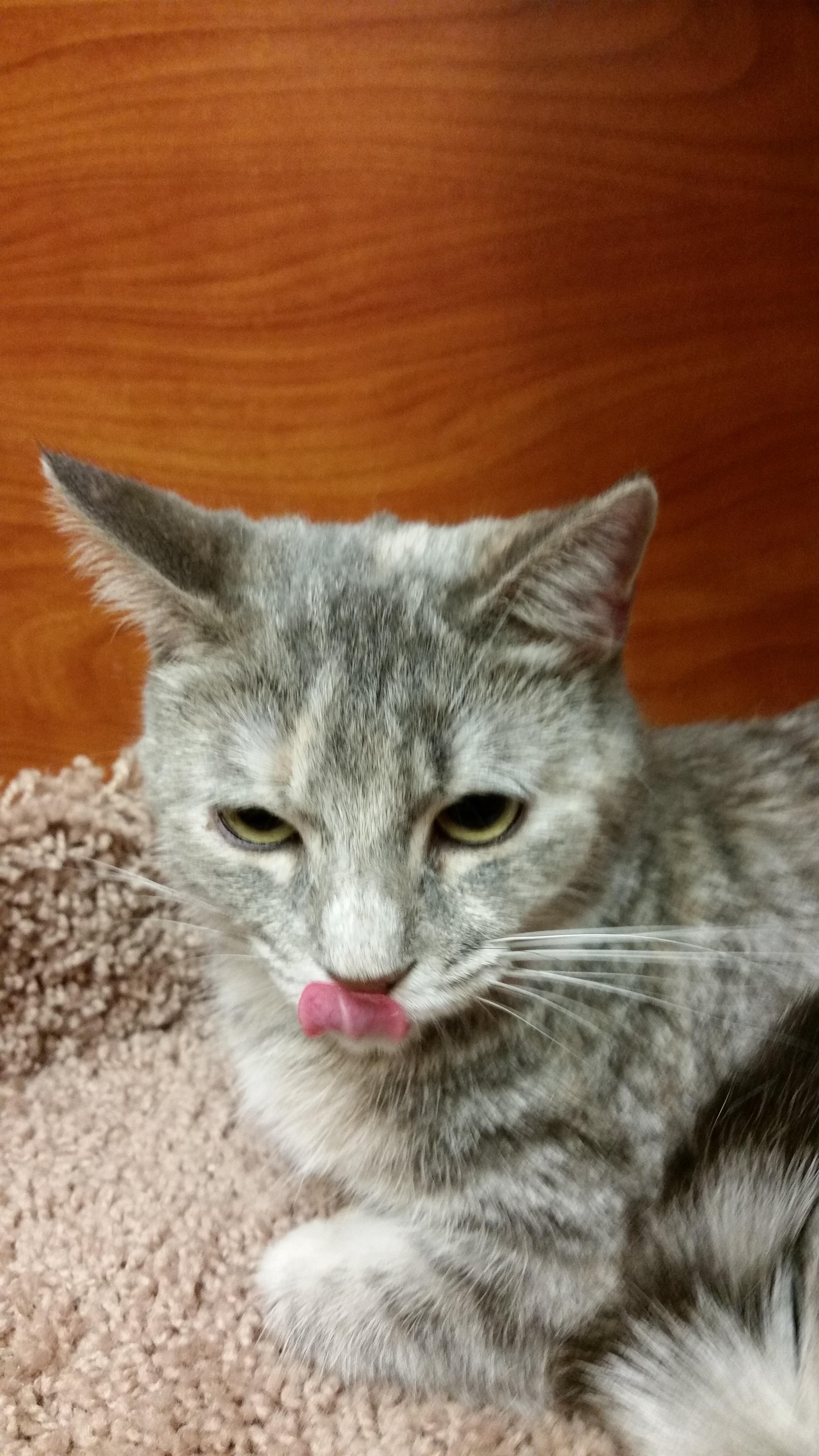 Twinkie, an adoptable Domestic Short Hair, Dilute Tortoiseshell in Carrollton, TX, 75011 | Photo Image 1