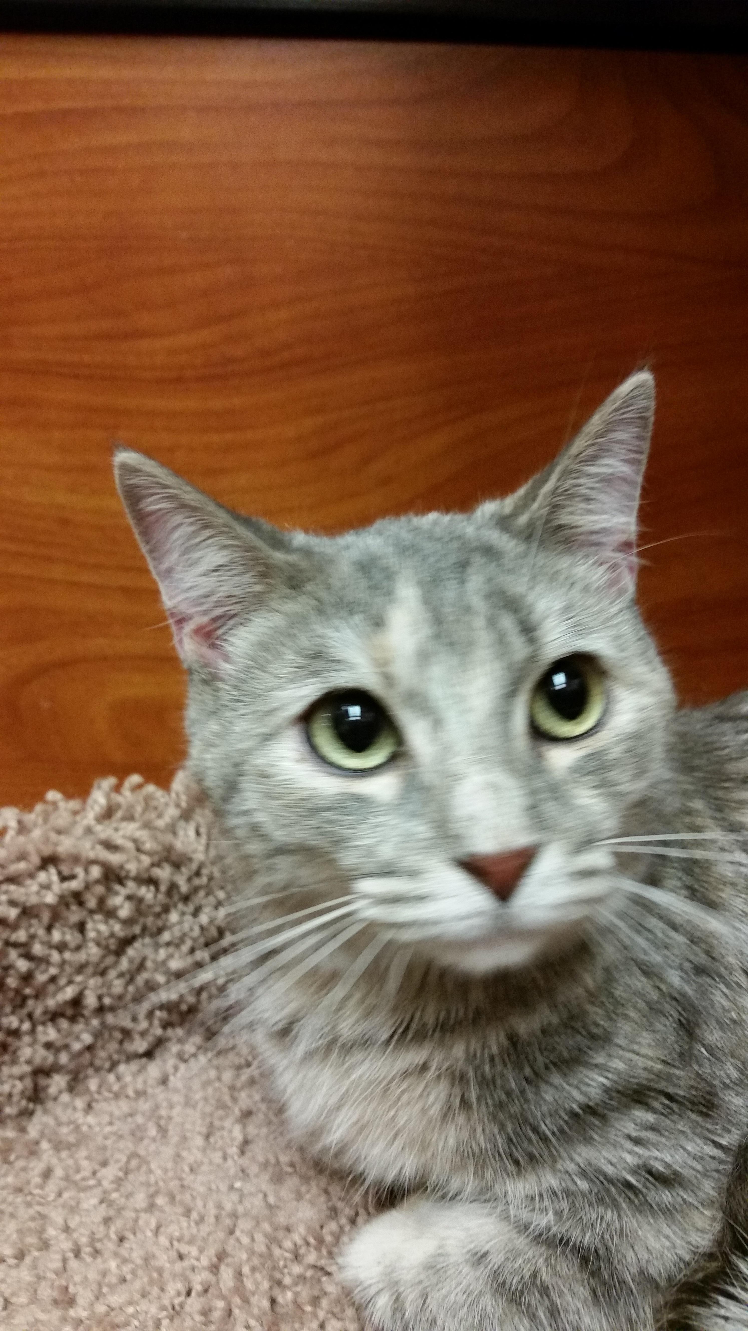 Twinkie, an adoptable Domestic Short Hair, Dilute Tortoiseshell in Carrollton, TX, 75011 | Photo Image 2