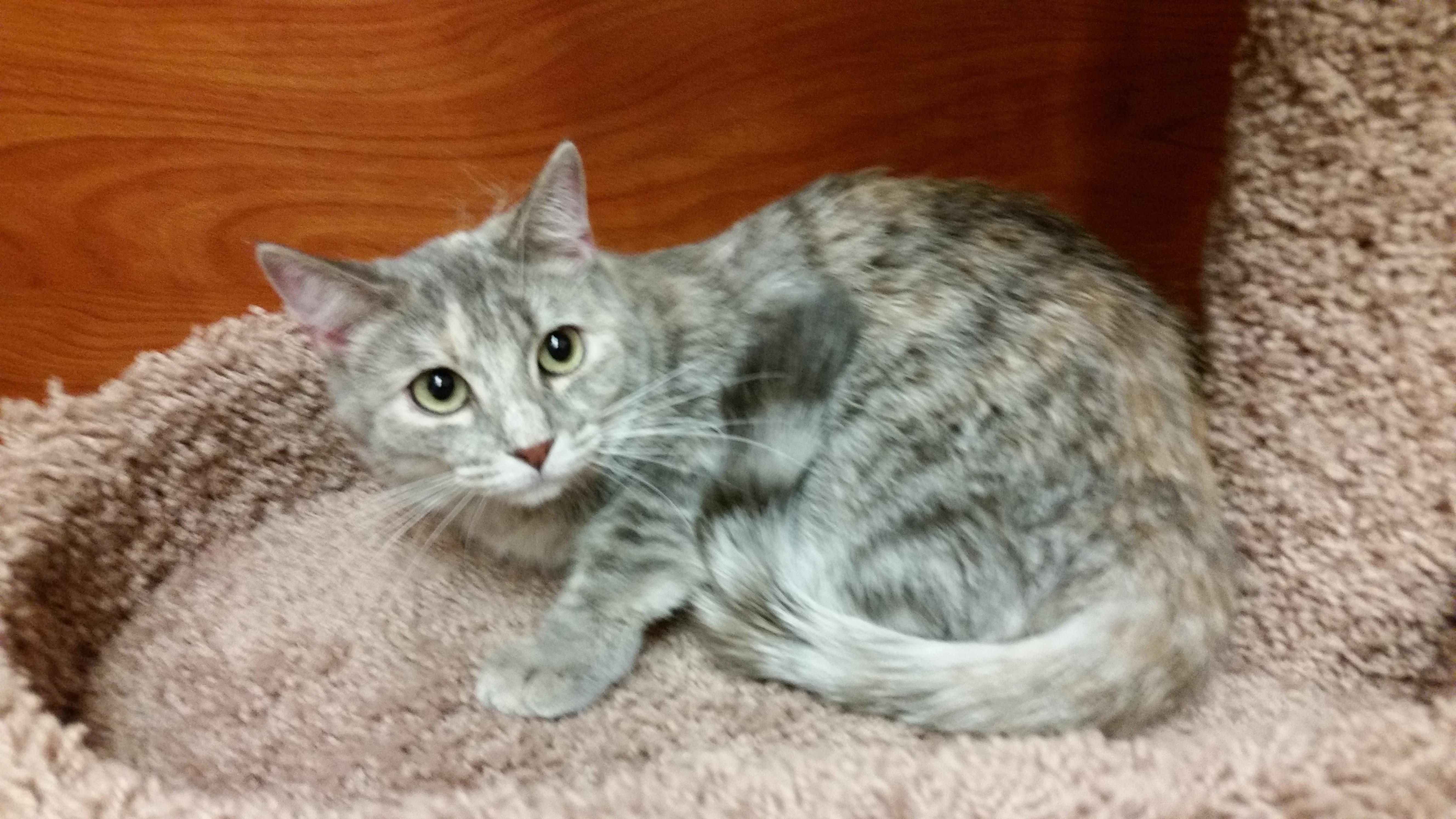 Twinkie, an adoptable Domestic Short Hair, Dilute Tortoiseshell in Carrollton, TX, 75011 | Photo Image 3