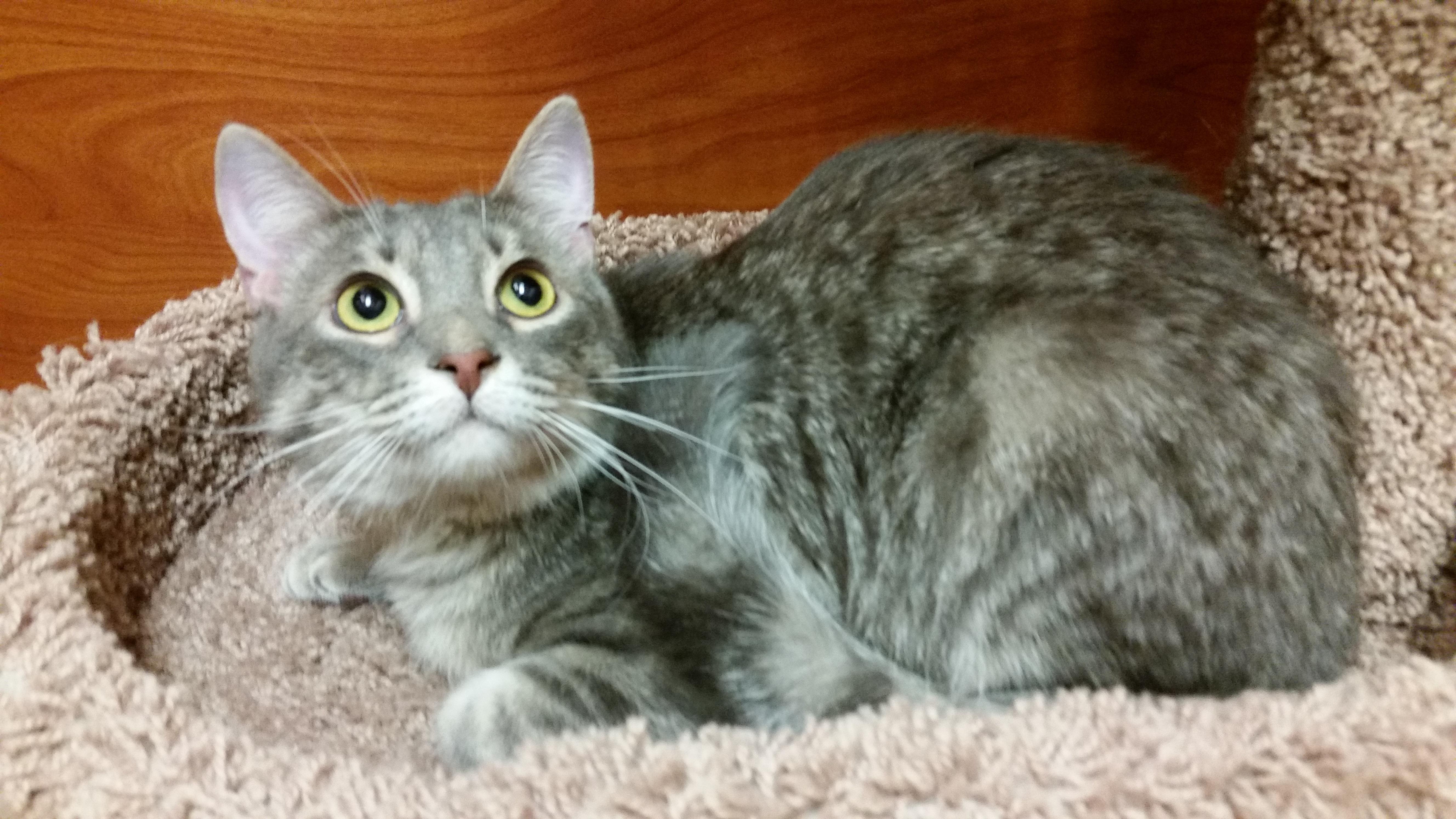 Zinger, an adoptable Domestic Short Hair, Tabby in Carrollton, TX, 75011 | Photo Image 2