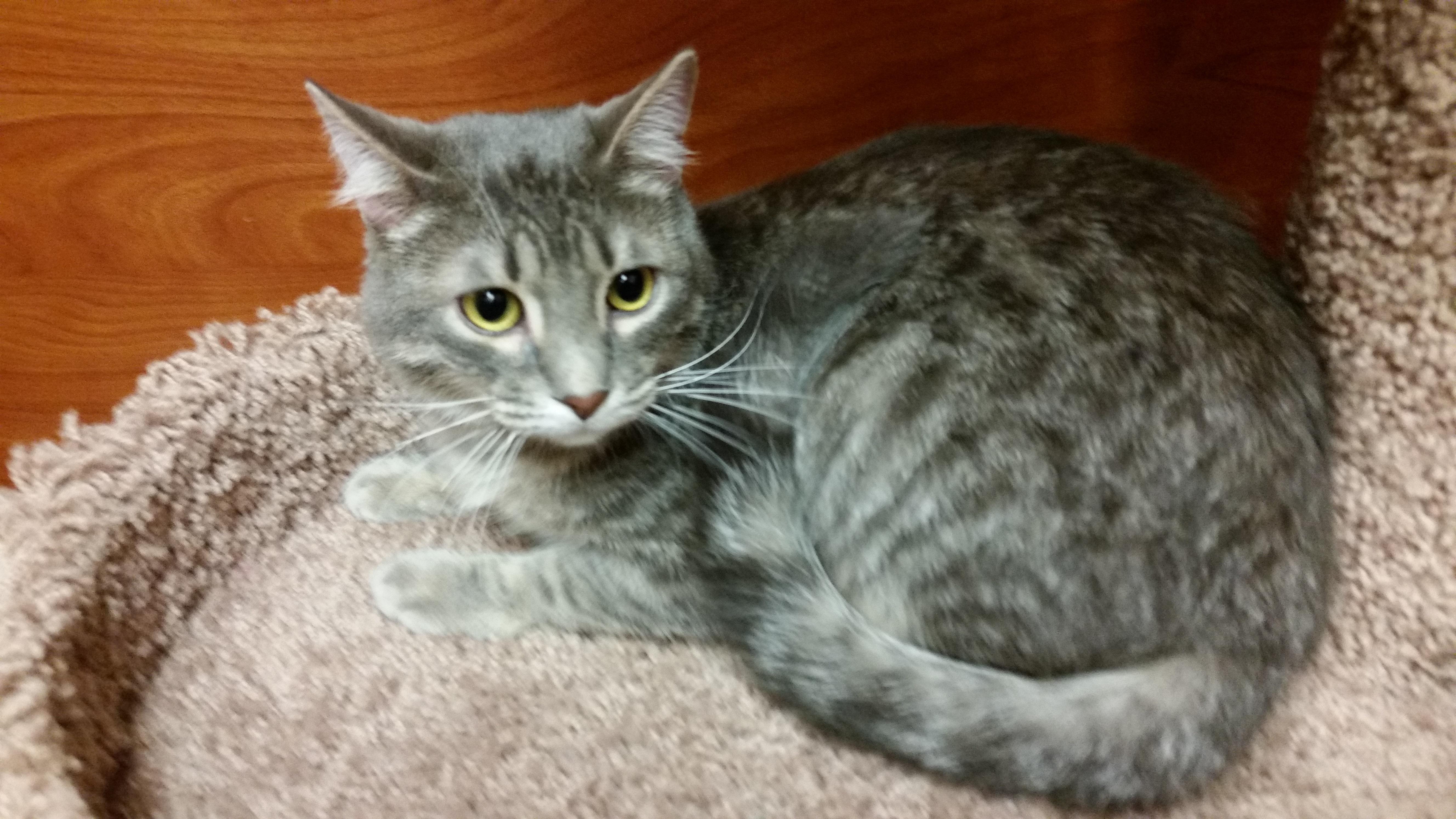 Zinger, an adoptable Domestic Short Hair, Tabby in Carrollton, TX, 75011 | Photo Image 3