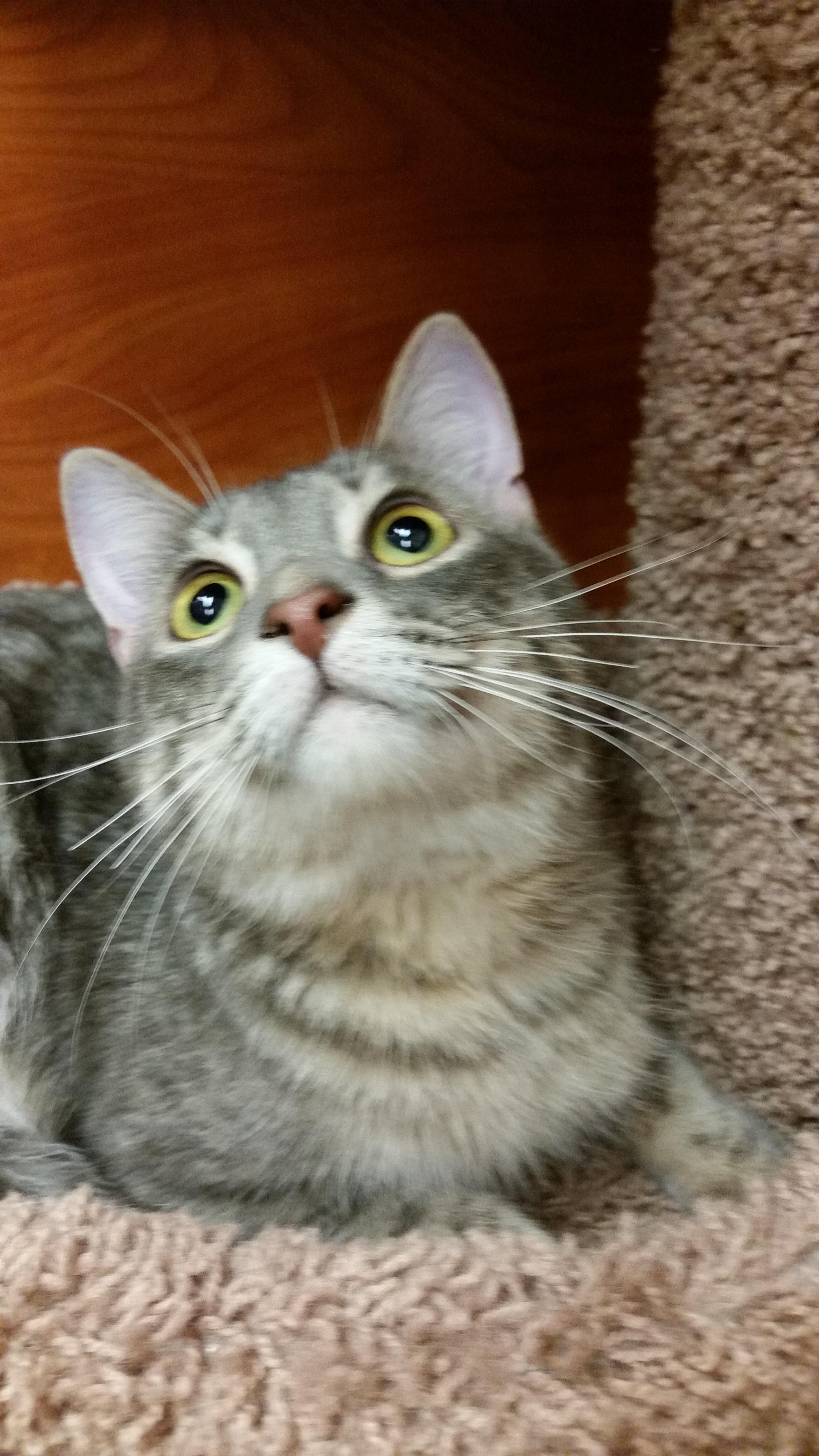 Zinger, an adoptable Domestic Short Hair, Tabby in Carrollton, TX, 75011 | Photo Image 1