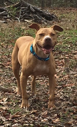 Mango is a small Staffordshire terrierpit bull mix Per our wonderful dog volunteers Mango is quie