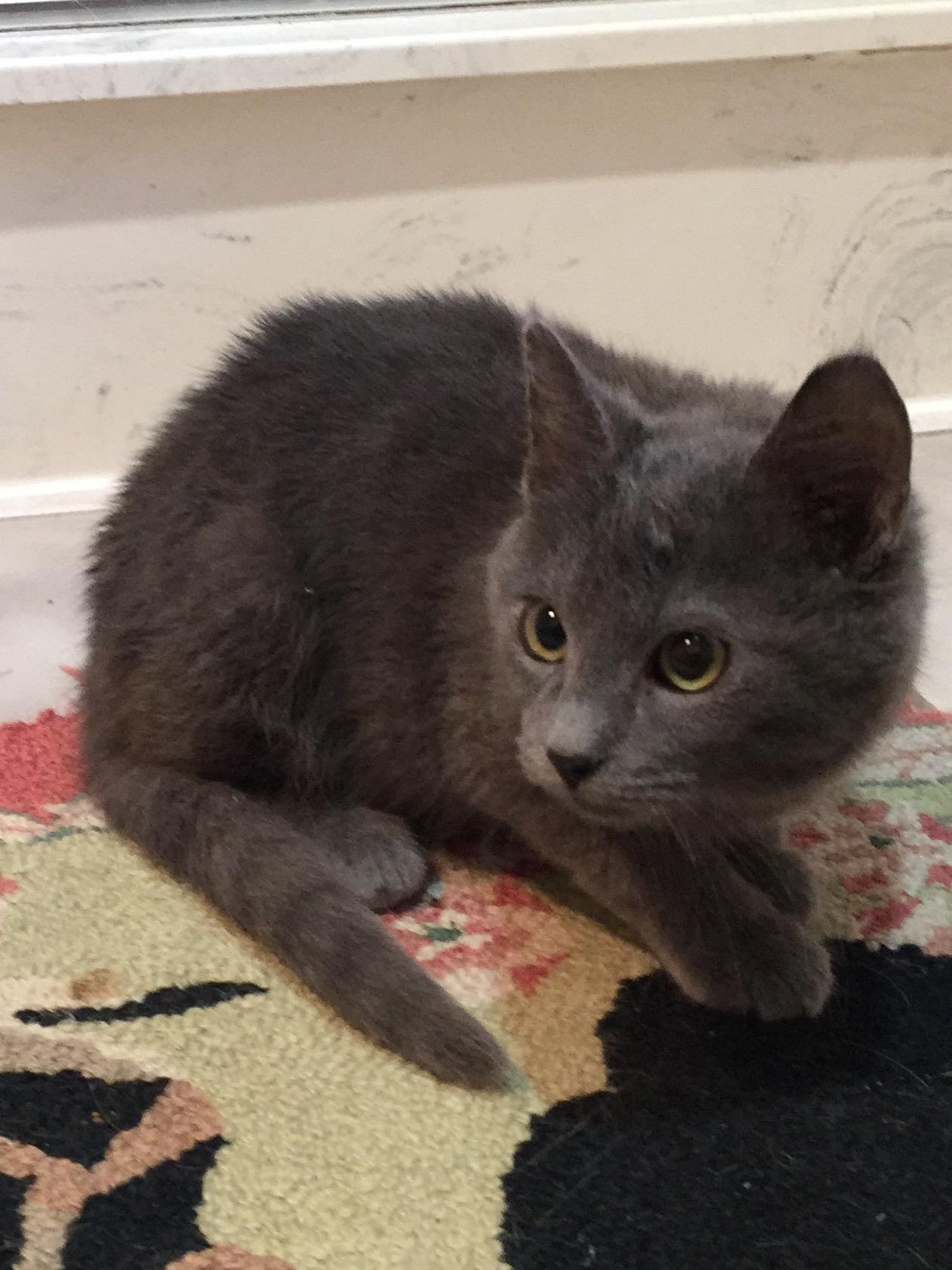 Grayson, an adoptable Domestic Short Hair in Dallas, TX, 75228 | Photo Image 2