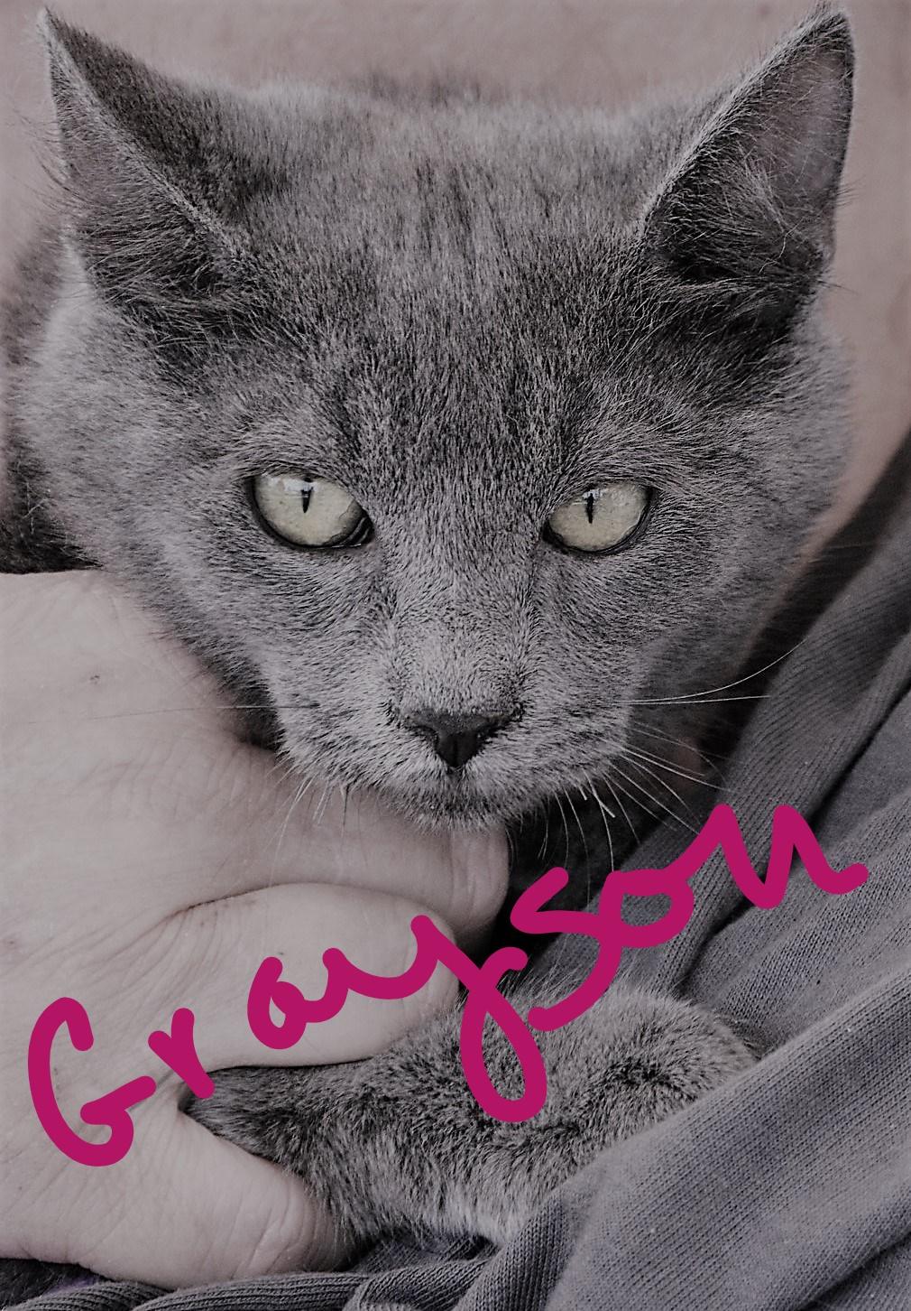 Grayson, an adoptable Domestic Short Hair in Dallas, TX, 75228 | Photo Image 1