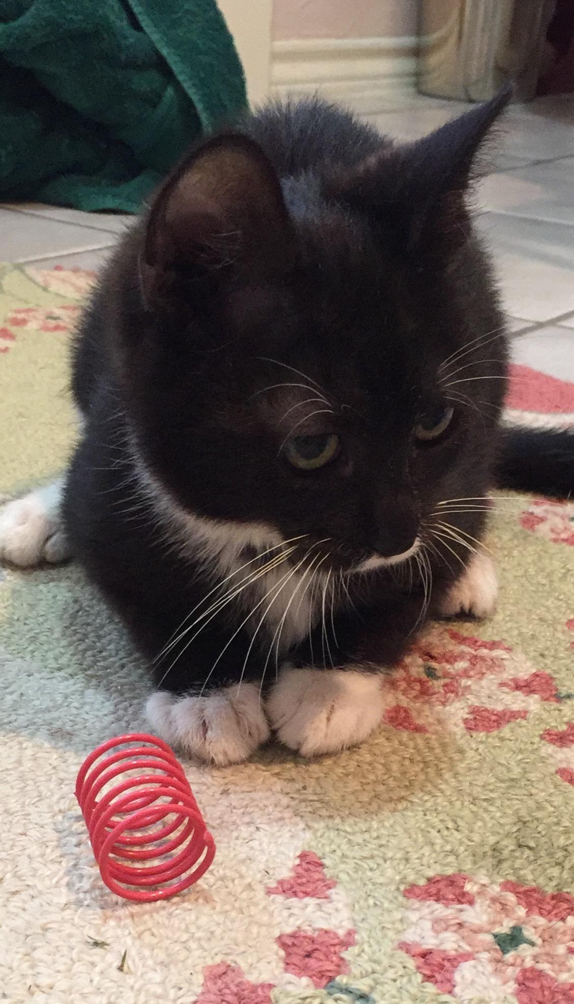 Milton, an adoptable Domestic Short Hair in Dallas, TX, 75228 | Photo Image 2