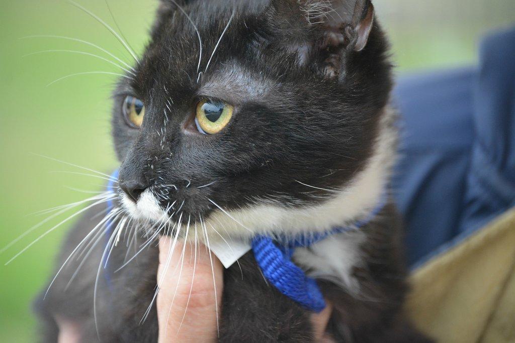 Milton, an adoptable Domestic Short Hair in Dallas, TX, 75228 | Photo Image 1
