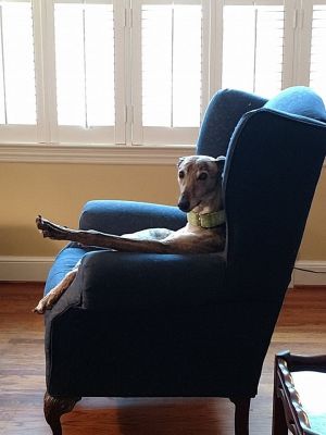 Retired Racing Greyhounds, Adult Female unknown