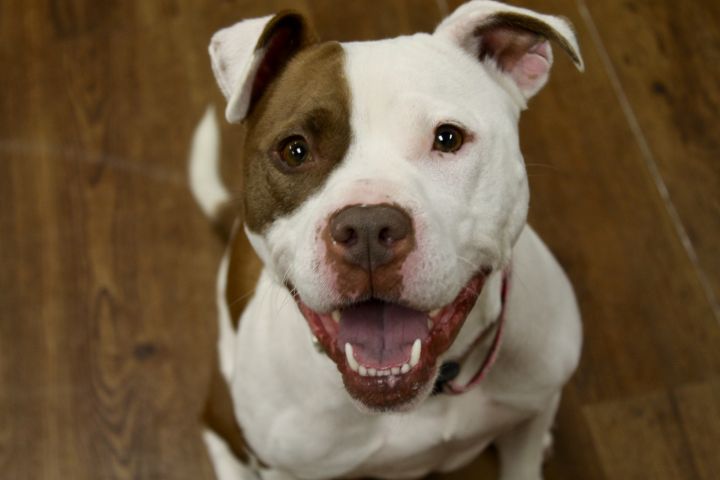 Bridget, an adoptable Boxer & Terrier Mix in Lake Odessa, MI