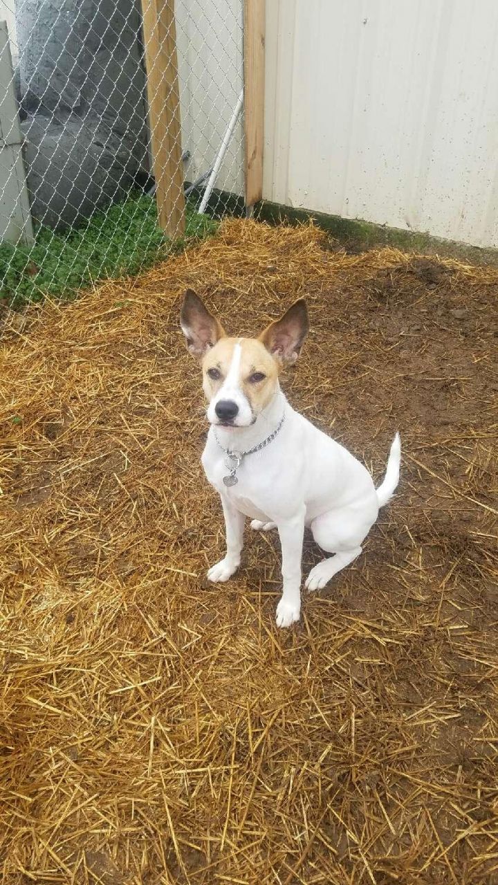 Dog For Adoption - Suzy Anne, A Shepherd & Jack Russell Terrier Mix In  Gallatin, Tn | Petfinder