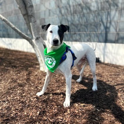 Garth, an adoptable Terrier in Itasca, IL, 60143 | Photo Image 2