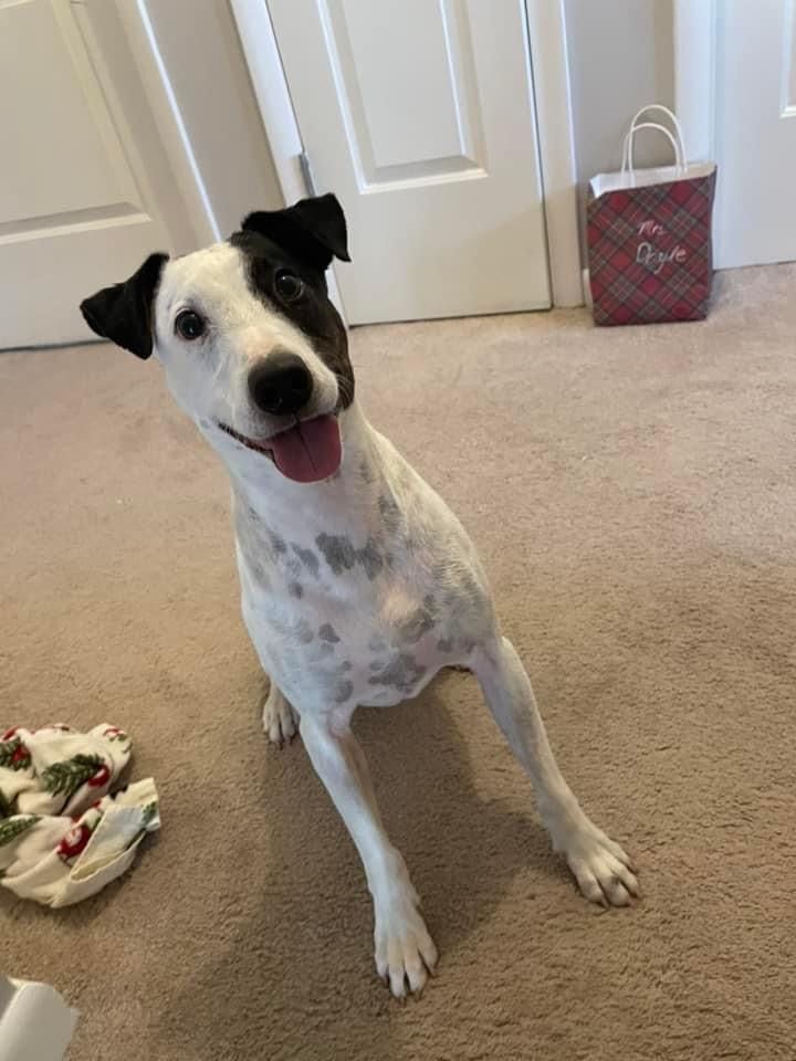 Garth, an adoptable Terrier in Itasca, IL, 60143 | Photo Image 3