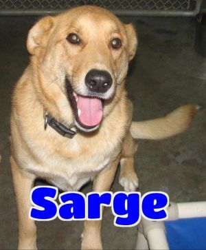 #2874 Sarge-VIDEO! - sponsored