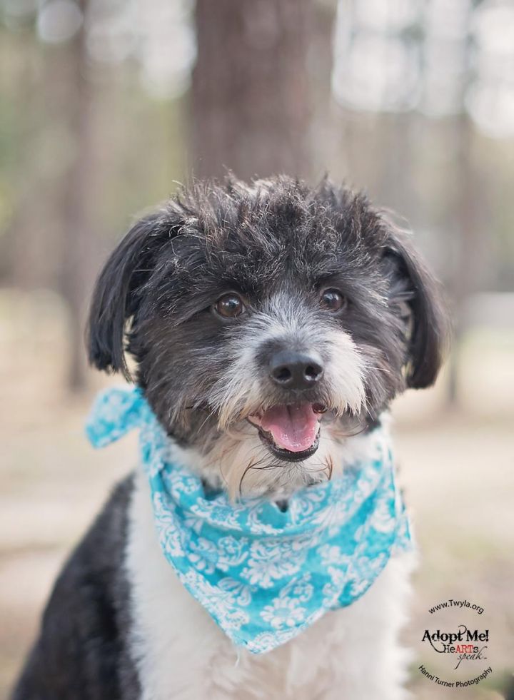 Sam, an adopted Tibetan Terrier & Poodle Mix in Kingwood, TX_image-1