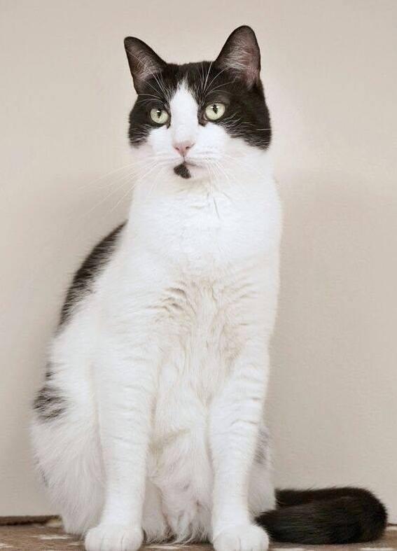 Pete, an adoptable Domestic Short Hair in Rochester, NY, 14622 | Photo Image 1