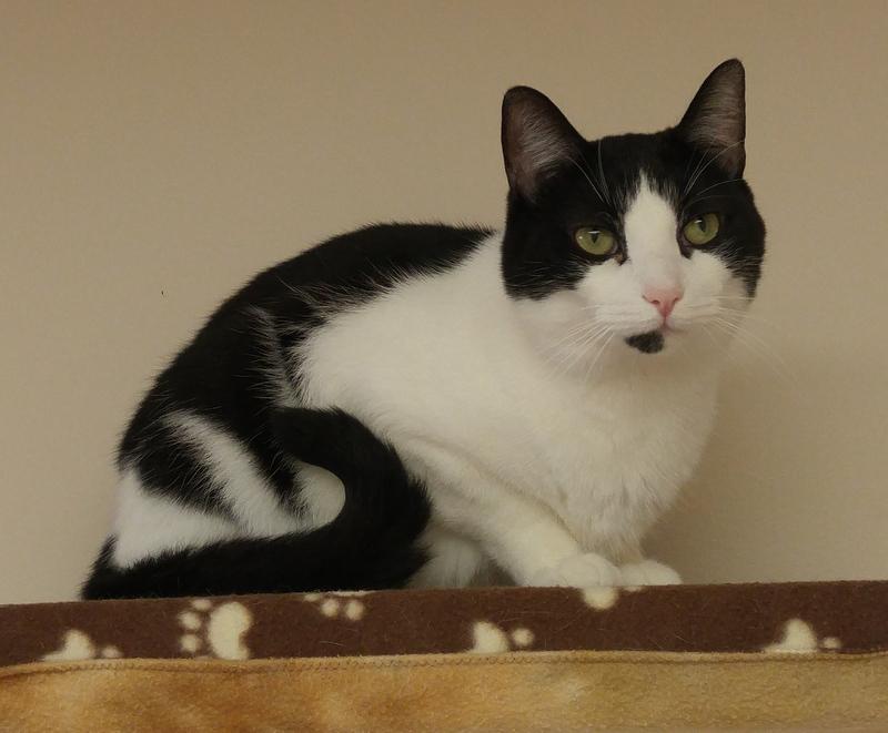 Pete, an adoptable Domestic Short Hair in Rochester, NY, 14622 | Photo Image 3