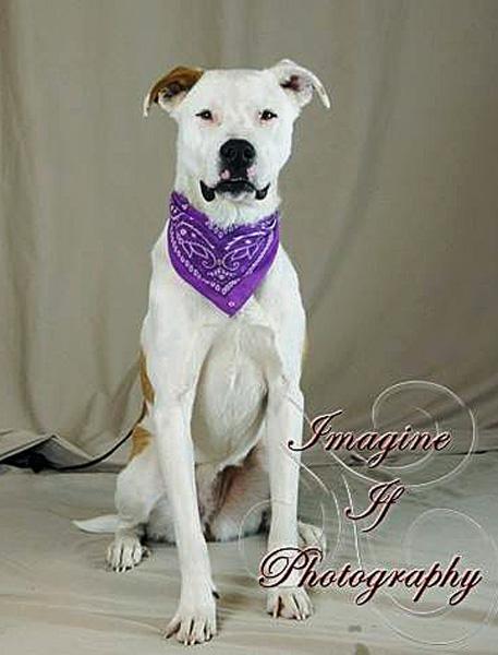 Faith, an adoptable Pit Bull Terrier & Labrador Retriever Mix in Oklahoma City, OK_image-1