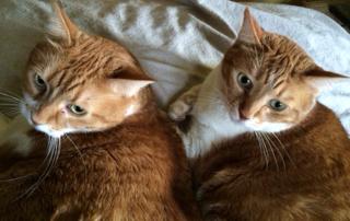 Bitsey and Buddy, an adoptable Domestic Short Hair in Winnipeg, MB, R2R 0X4 | Photo Image 1