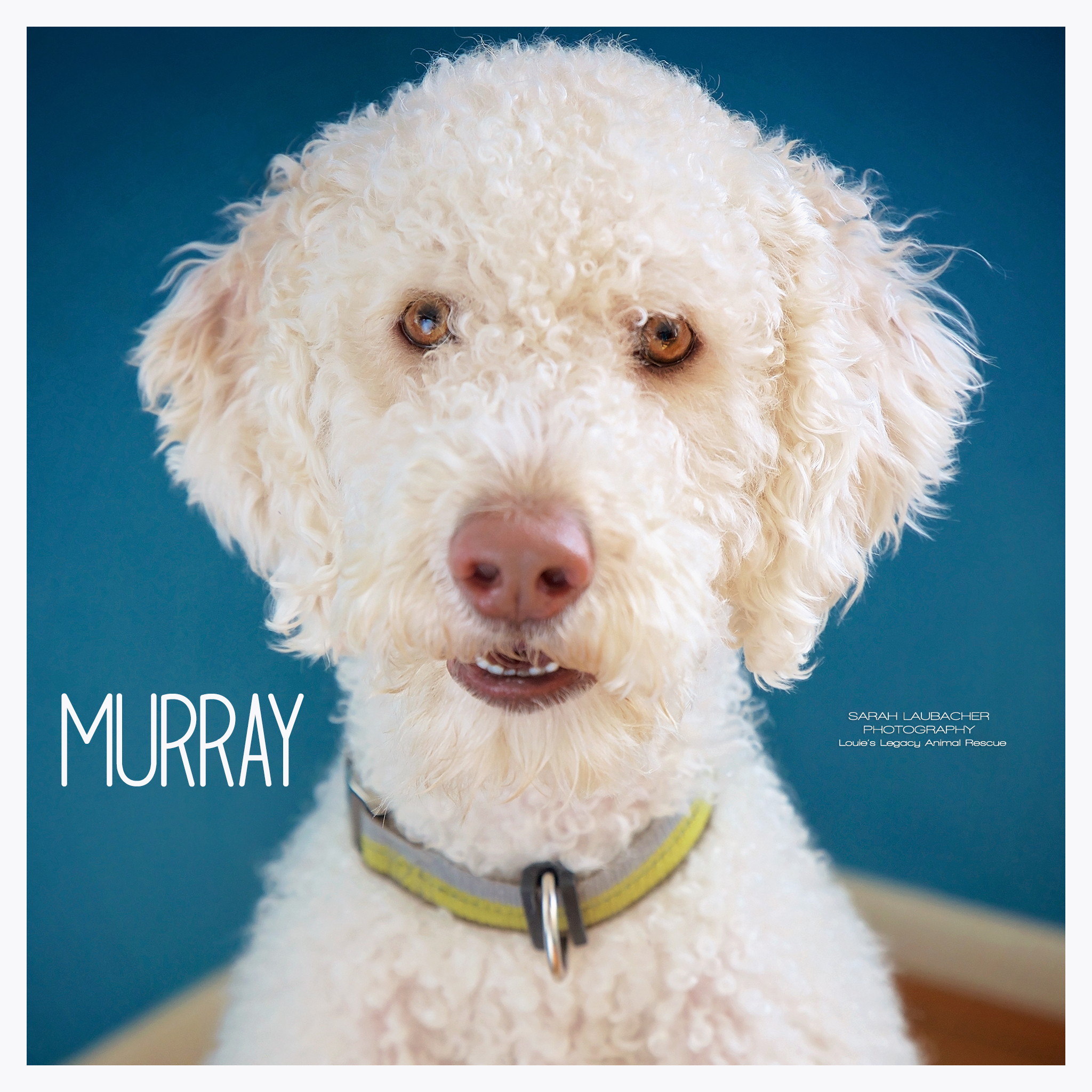 Murray 20 Adoption Fee detail page