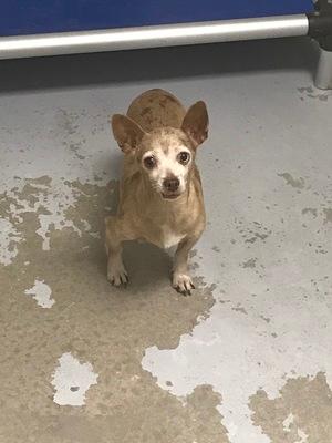 Issy - Resident Angel  (Senior for Seniors Program - Permanent Foster), an adoptable Chihuahua in Quentin, PA, 17083 | Photo Image 2