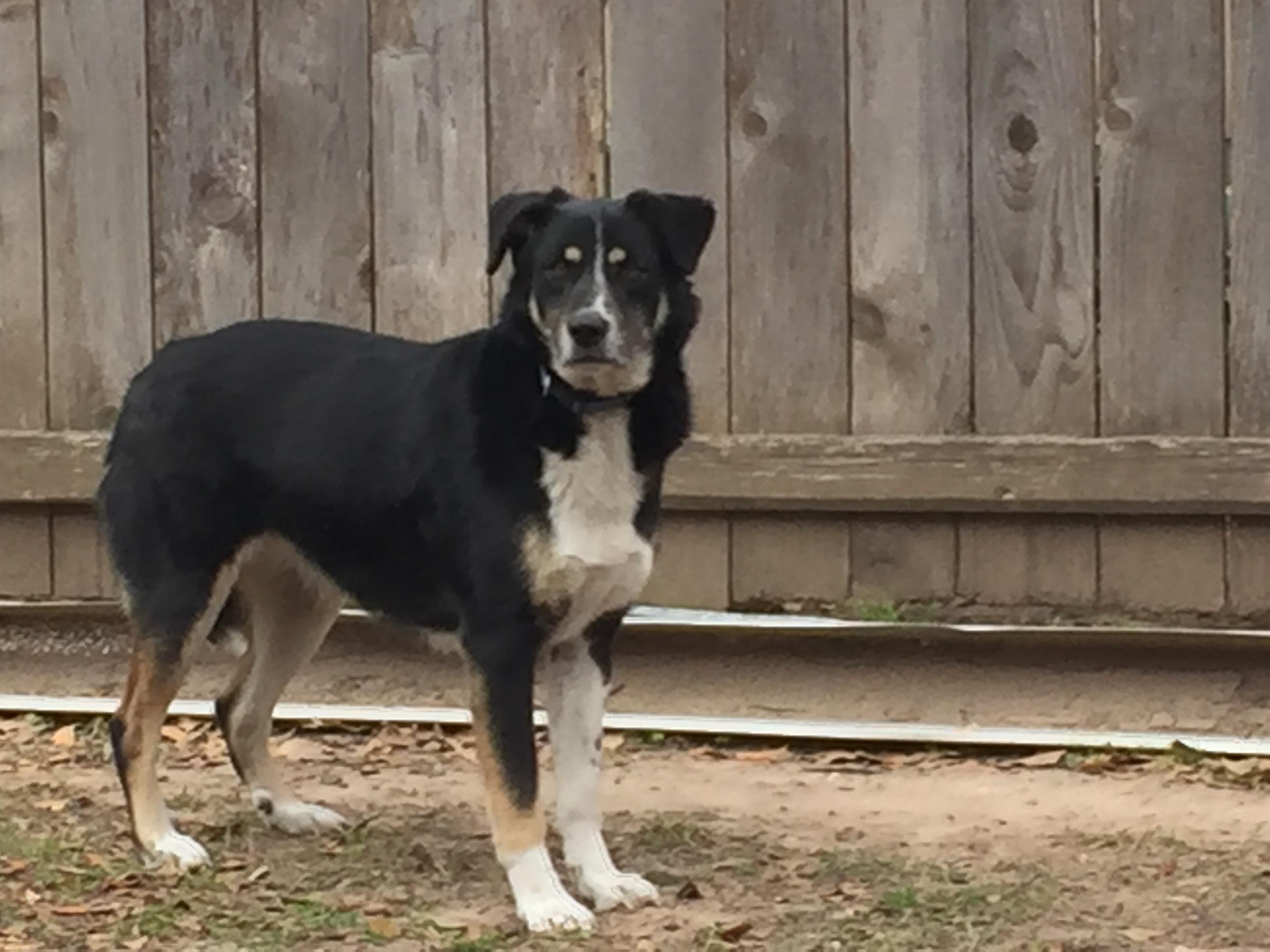 Chloe, an adoptable Bernese Mountain Dog in Dallas, TX, 75228 | Photo Image 1