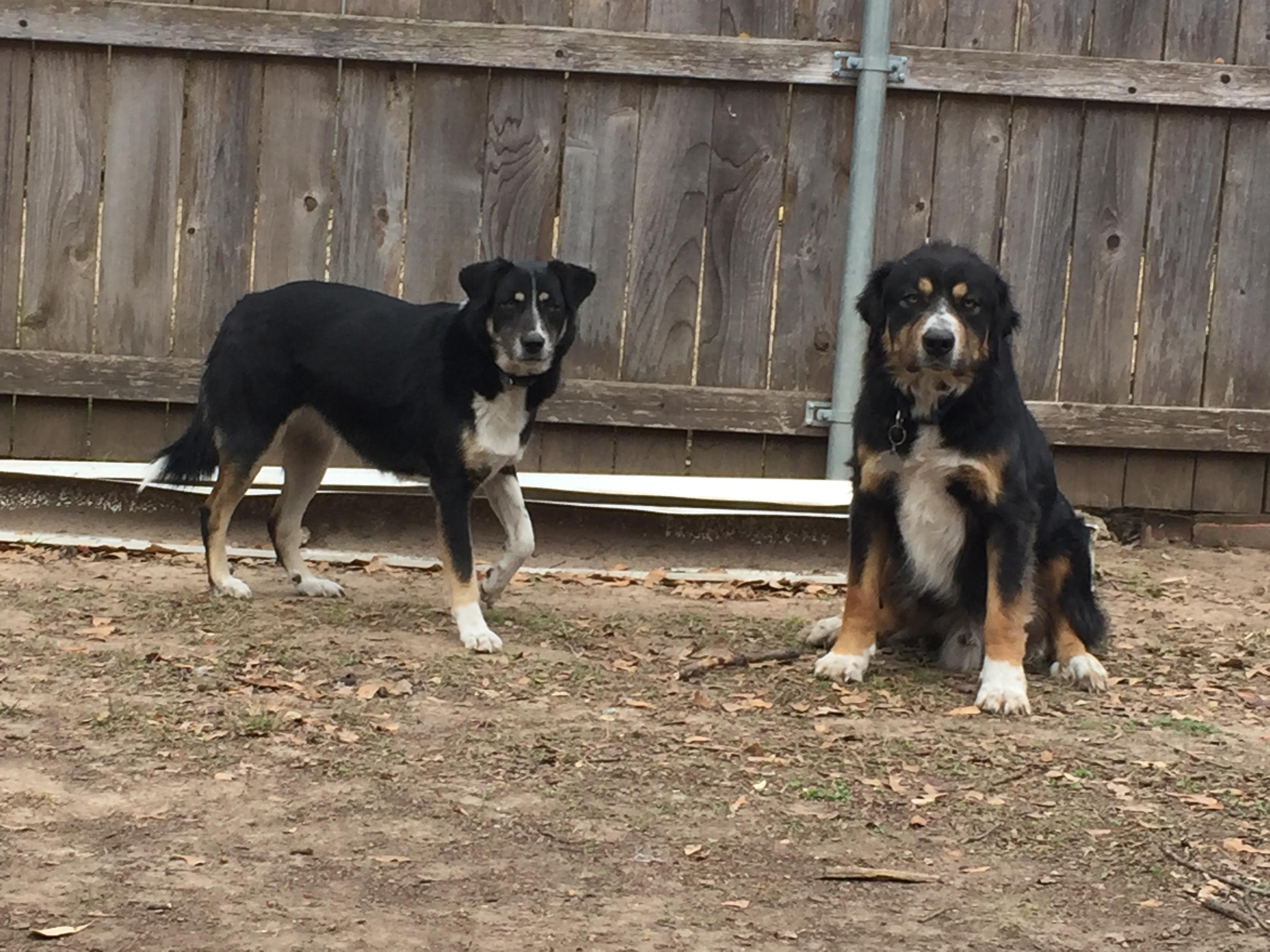Chloe, an adoptable Bernese Mountain Dog in Dallas, TX, 75228 | Photo Image 2
