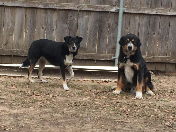 Chloe, an adoptable Bernese Mountain Dog Mix in Dallas, TX_image-2