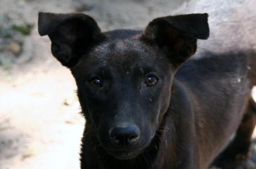 Stacy, an adoptable Labrador Retriever, Terrier in Pipe Creek, TX, 78063 | Photo Image 1