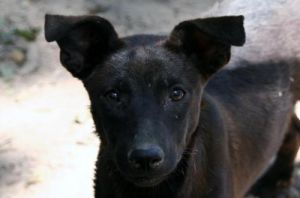 Stacy, Adult Female Labrador Retriever
