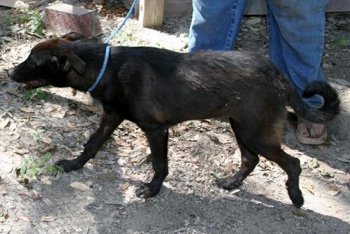 Stacy, an adoptable Labrador Retriever, Terrier in Pipe Creek, TX, 78063 | Photo Image 2