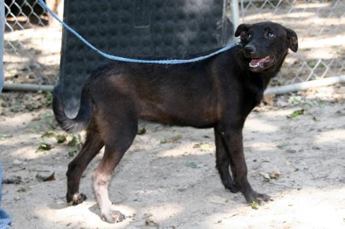 Stacy, an adoptable Labrador Retriever, Terrier in Pipe Creek, TX, 78063 | Photo Image 3
