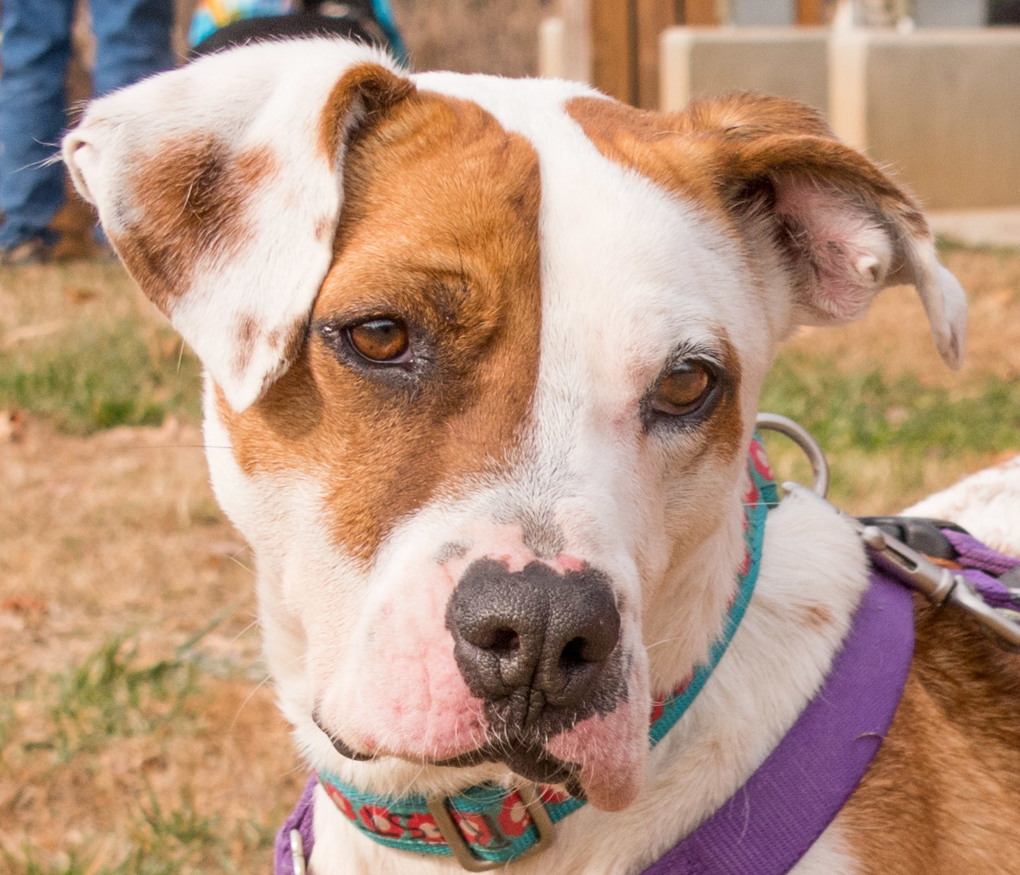 Rocky - Mr. Wonderful, an adoptable Hound, Boxer in Midlothian, VA, 23112 | Photo Image 2