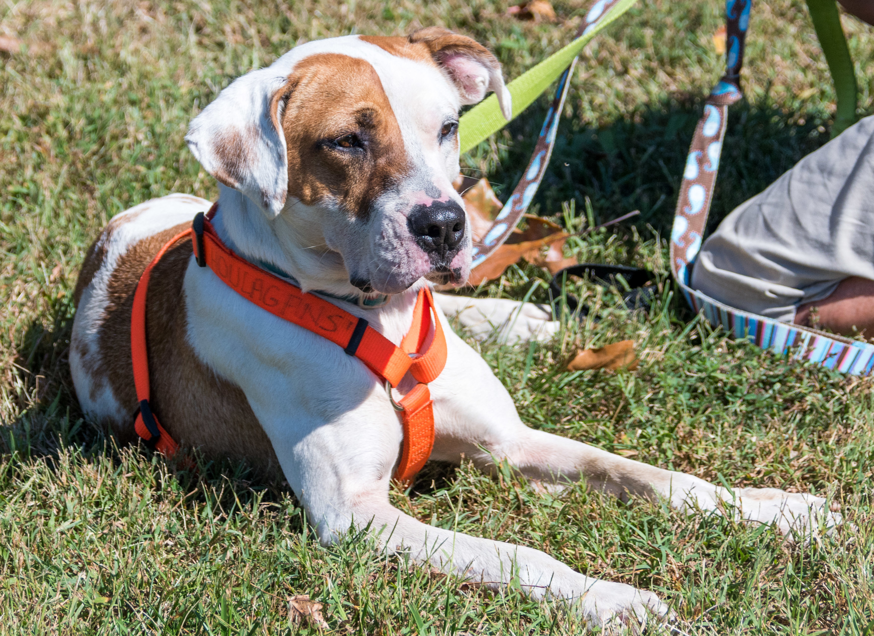 Rocky - Mr. Wonderful, an adoptable Hound, Boxer in Midlothian, VA, 23112 | Photo Image 3